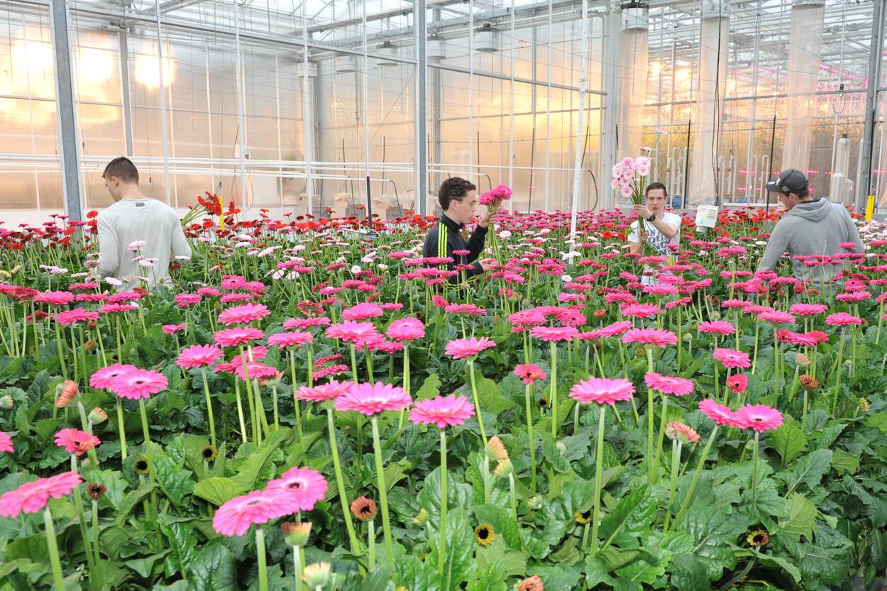 In een kas vol rode en roze gerbera's staan vier jongens. Twee jongens hebben een bos roze gerbera's vast. Een andere jongen rode gerbera's.