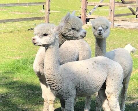 Drie kleine witte alpaca's bijelkaar